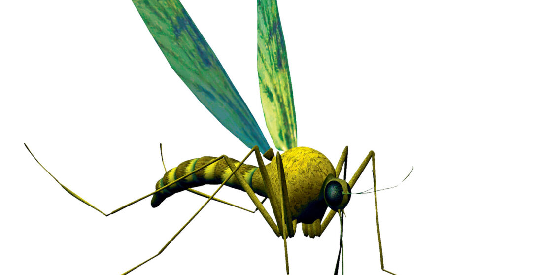Így védd otthonodat a szúnyogoktól