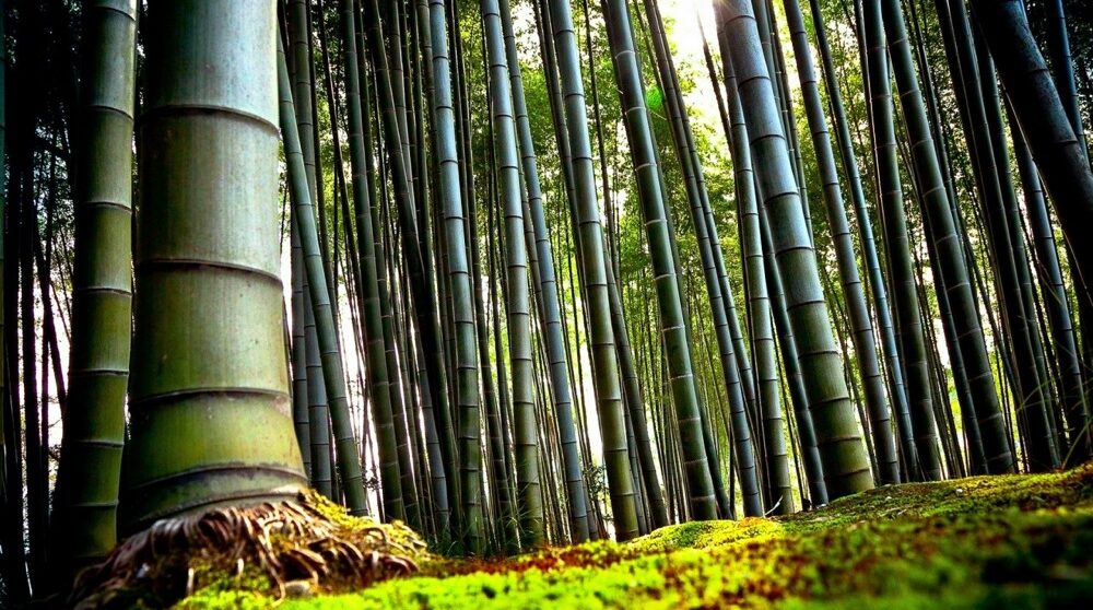 Így varázsold bambusszal egzotikusabbá otthonodat!