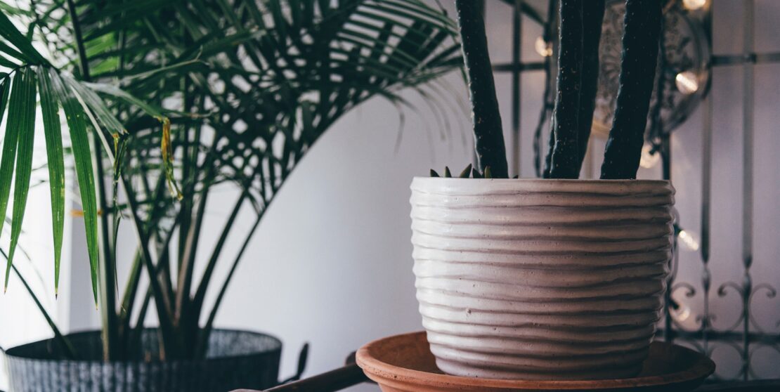 3 szobanövény ami tisztítja a levegőt az otthonodban