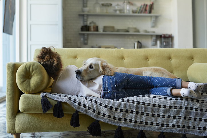 Kutya a lakásban – Ezekre ügyelj kedvenced kényelméért és bútoraid védelméért
