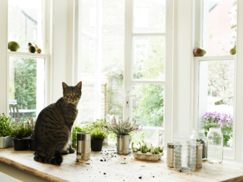Hasznos tippek cicásoknak –  Ezekre figyelj, ha lakásban tartod a macskád