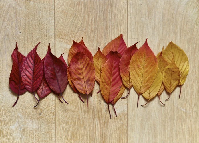 A legjobb DIY tippek őszi falevelekből – Próbáld ki te is!