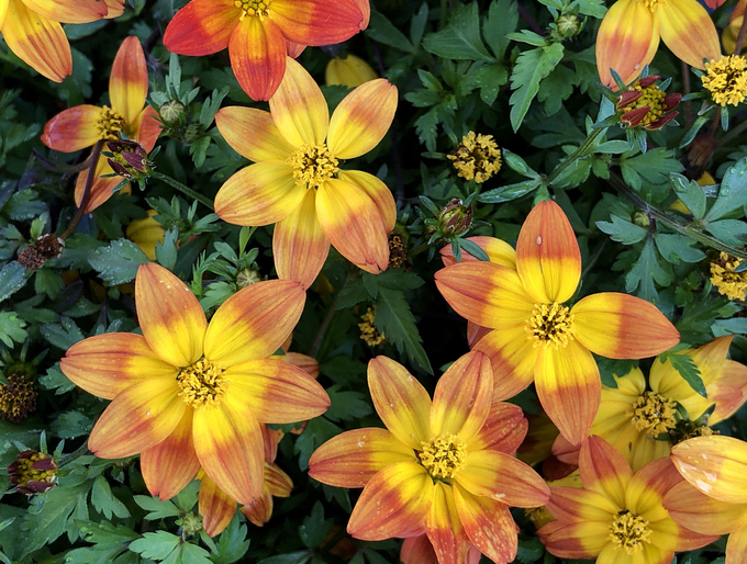 Varázsolj virágos oázist az erkélyedre – Ez a 7 növény gyönyörűen fog mutatni