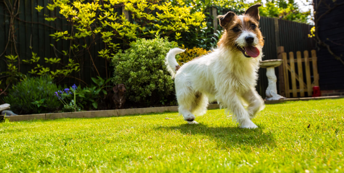 5 tipp, hogy megőrizd a kerted szépségét kutya mellett