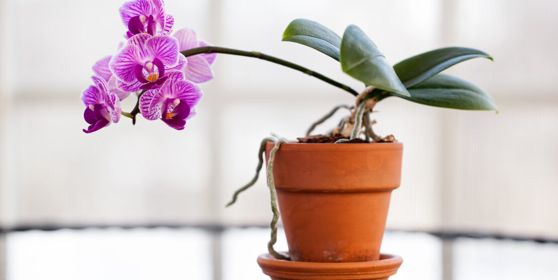 Így gondozd az orchideát, hogy mindig kivirágozzon