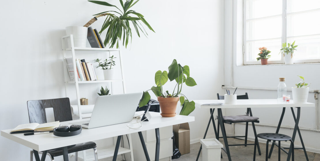 5 könnyen életbe tartható növény az irodába és a home office-ba