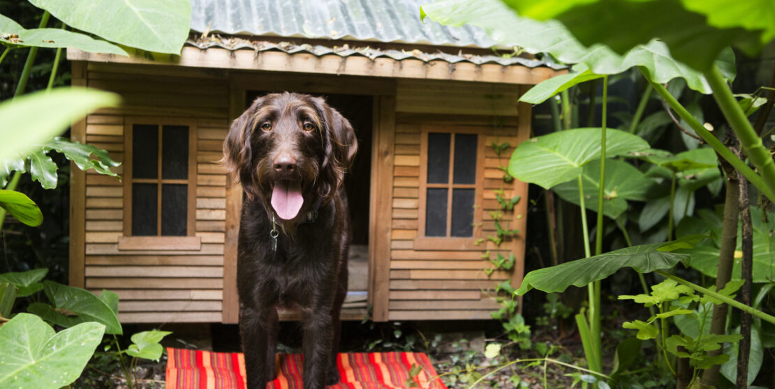 Csináld magad kutyaház inspirációk az Instagramról – Képekkel és videókkal