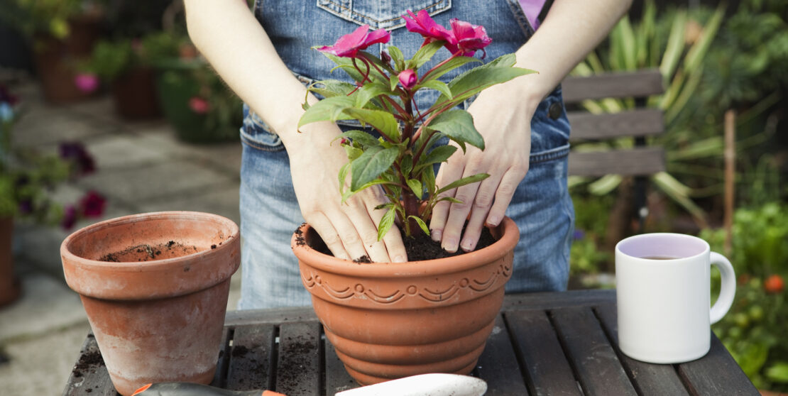 Ültetési kisokos – Így varázsold virágos oázissá az erkélyt
