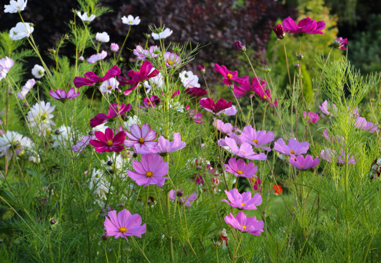 Könnyen gondozható kerti virágok – Ezeket válaszd, ha nem szeretsz sokat bajlódni a növényekkel