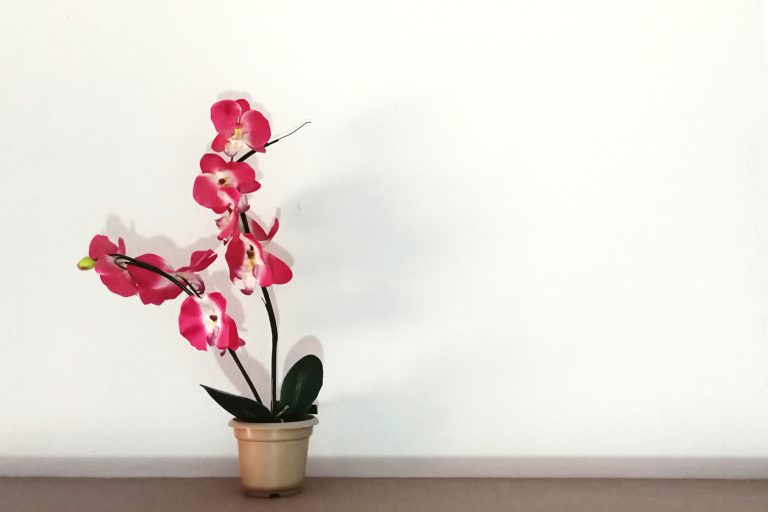 Színesen virágzó szobanövények, amelyek garantáltan vidámabb hangulatot hoznak a lakásba