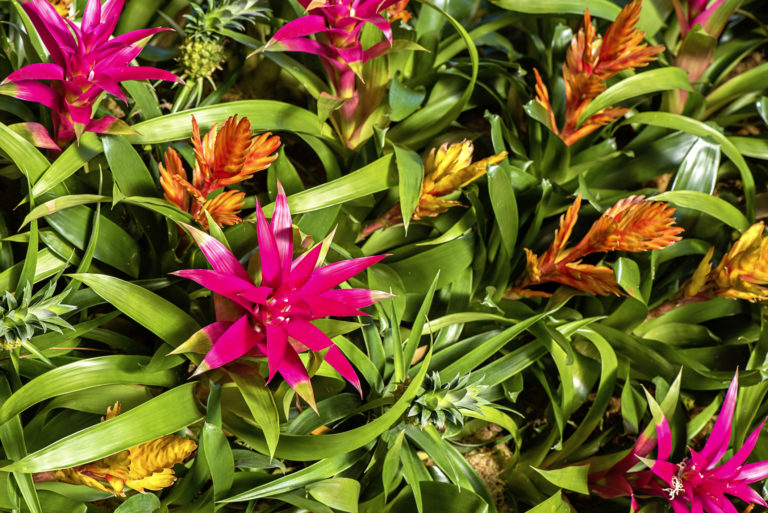 A 4 legjobb növény a teraszra – Ezek közül válassz!