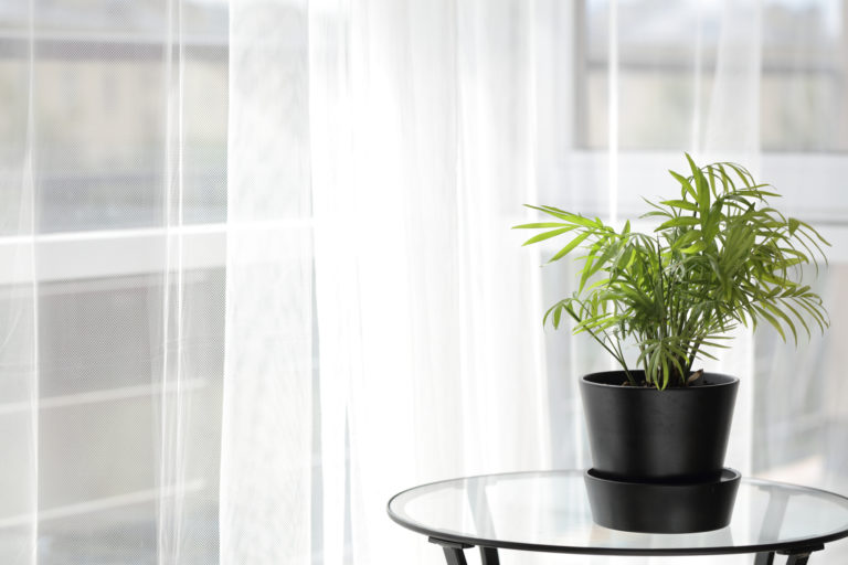 Ez a 5 növény a legjobb választás, ha a hálószobába keresel zöld kiegészítőt