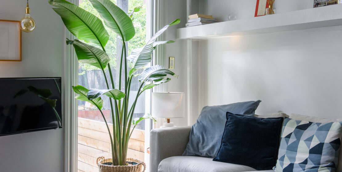 5 nagy levelű növény, mely segít kitölteni az üres tereket a lakásban
