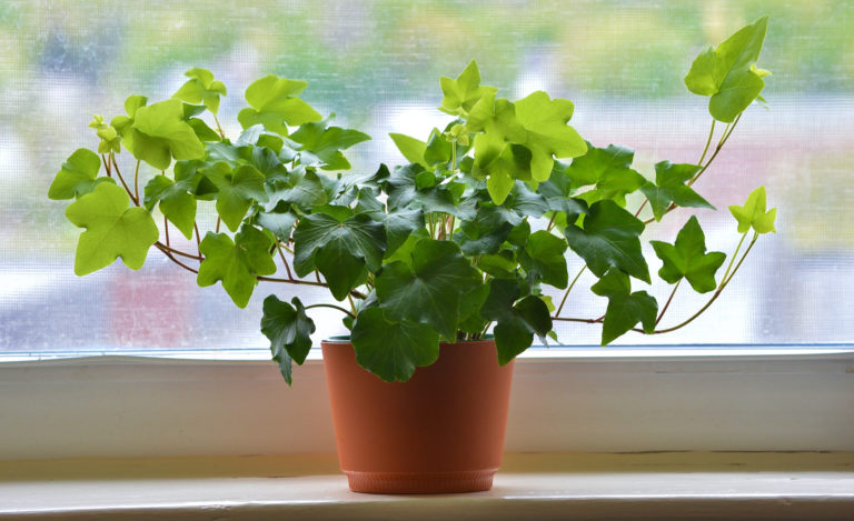Ez a 5 növény a legjobb választás, ha a hálószobába keresel zöld kiegészítőt