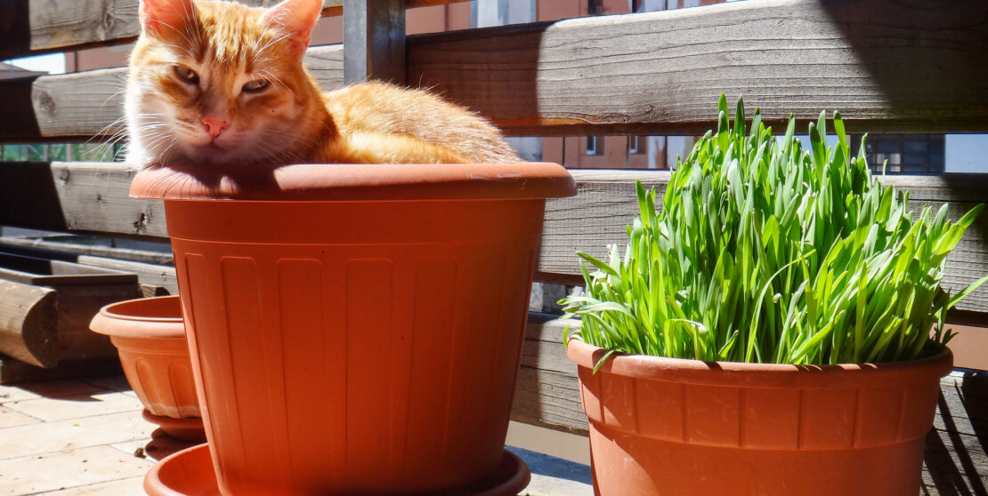 Macskamentát a kertbe! Nem csak a cicának jó, de még a szúnyogokat is távolt tartja