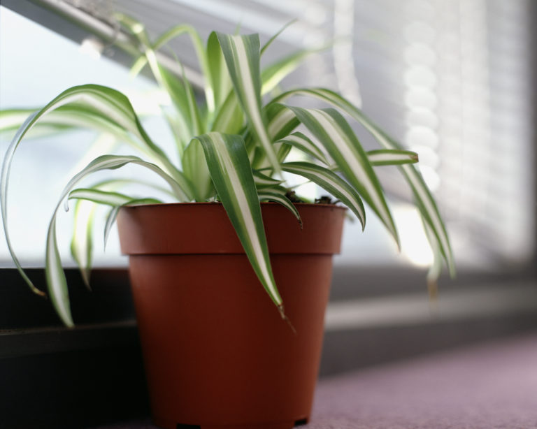 6 növény, amely a sötét lakásokban sarkokban is boldogan él