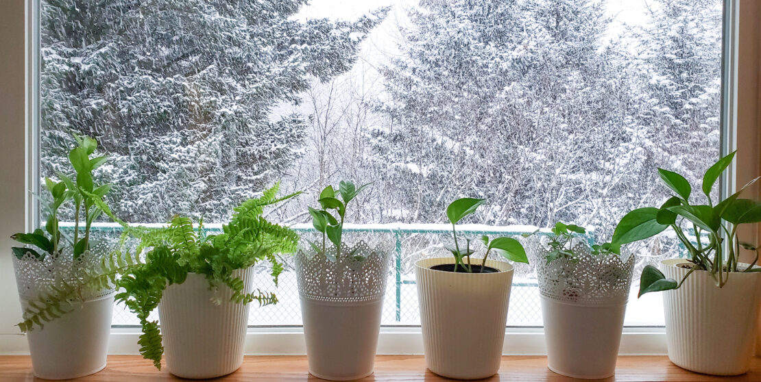 Tényleg megbetegíti a téli szellőztetés a szobanövényeket?