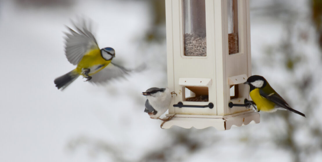 Így segíts a kertedbe költözött madarakon a hidegebb hónapokban
