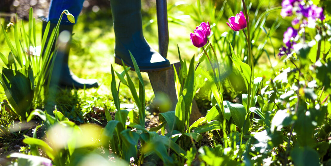 Március teendők a kertben – Ezekre a munkákra keríts időt
