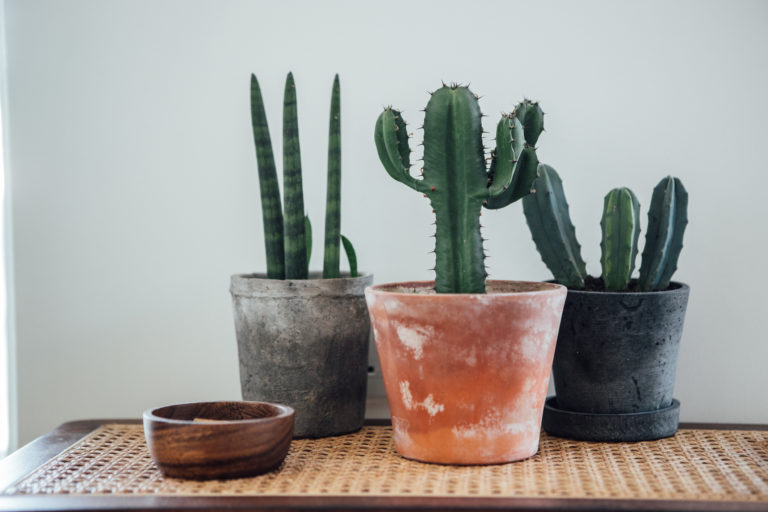 Így lesz pofonegyszerű a kaktusz gondozása – Íme a legfontosabb tudnivalók hozzá