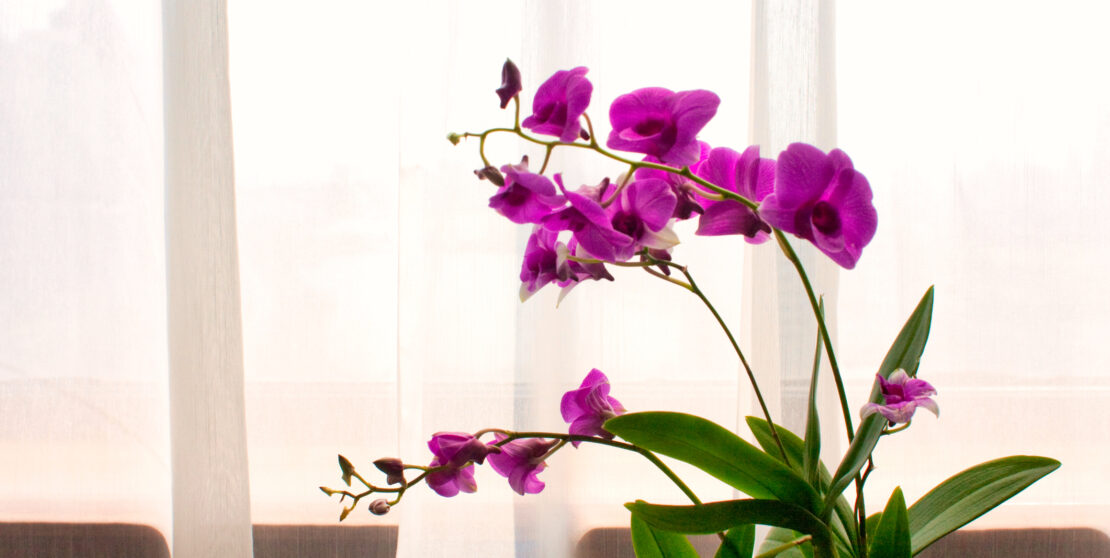 Ilyen az ideális környezet egy gyönyörűen virágzó orchideának