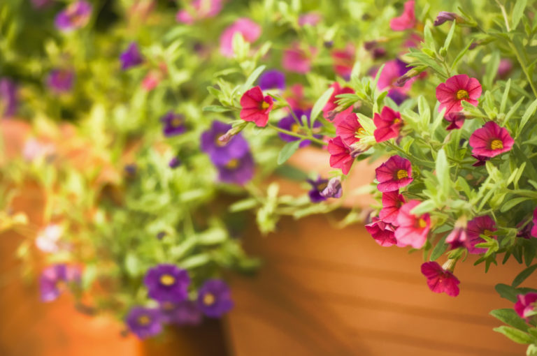 5 gyönyörű és könnyen gondozható növény a teraszra