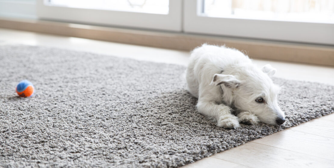 Szőnyeg tisztítása kutyás-macskás lakásban – 3 tanács hozzá
