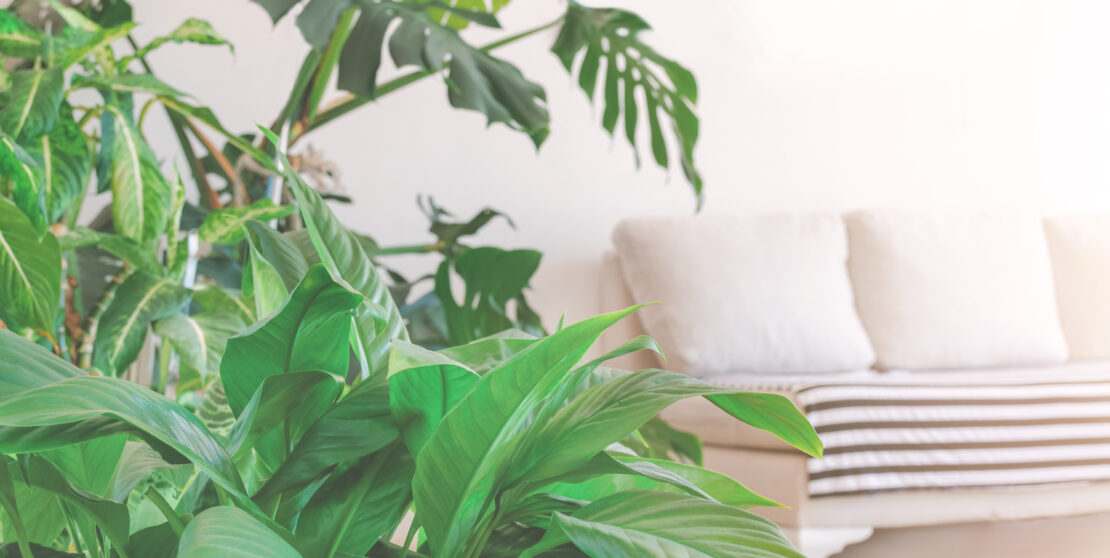 Titokzatos módon sárgulnak a szobanövényeid? Ez lehet az oka
