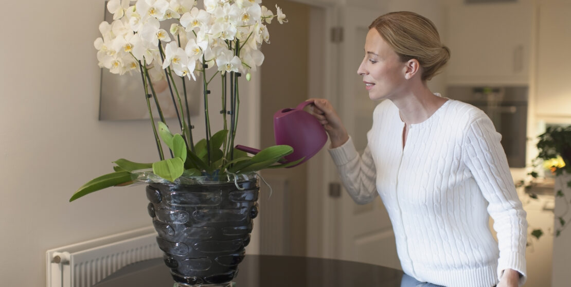 Orchidea kisokos – Hogyan ápold, hogy mindig virágozzon?