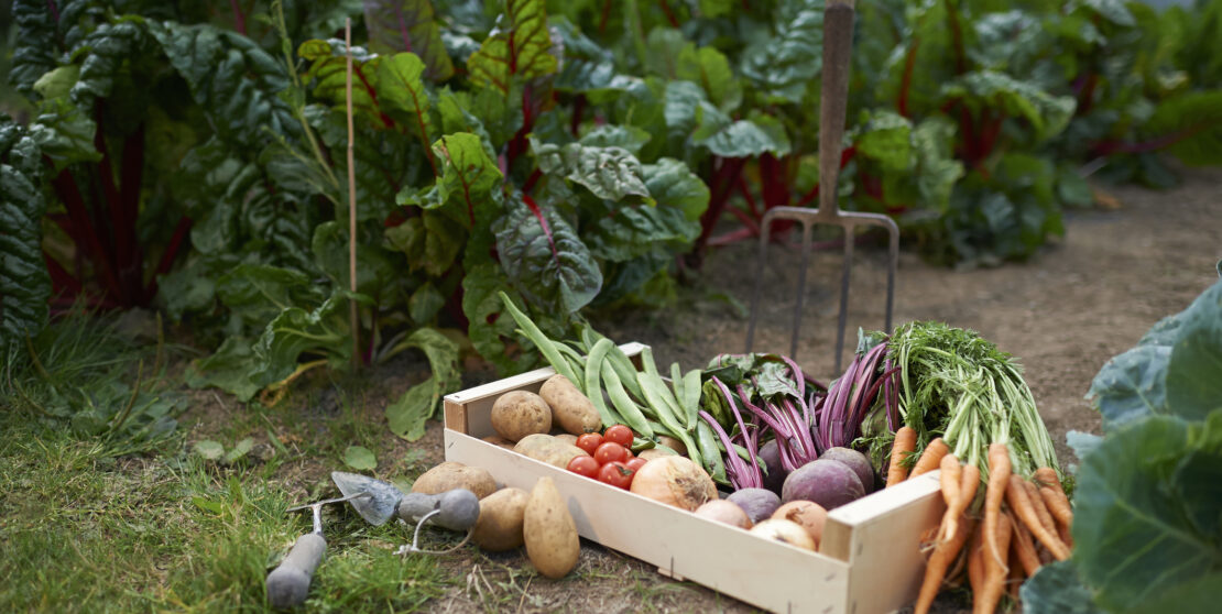 Spórolj a zöldségeken! Gyűjtsd be a konyhai hozzávalókat a saját veteményesedben