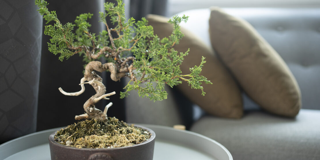 Ennek az 5 tippnek hála gyerekjáték lesz a bonsai fa gondozása