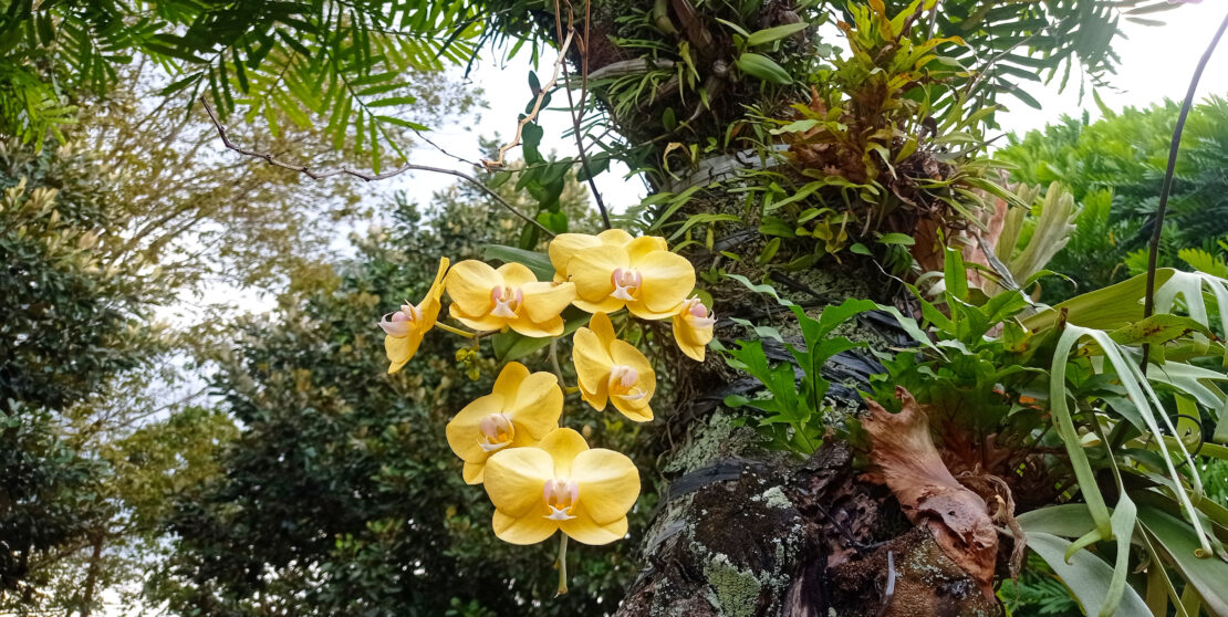 Kerti orchidea ültetése – Nem olyan bonyolult, mint gondolnád