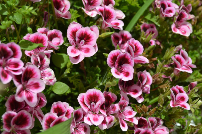 Kerti virágok nevei képekkel – Segítünk felismerni a legnépszerűbb fajtákat