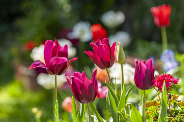 Kerti virágok nevei képekkel – Segítünk felismerni a legnépszerűbb fajtákat