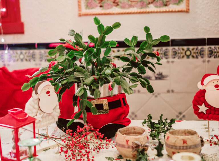 A legszebb karácsonyi szobanövények – ajándékba vagy magadnak