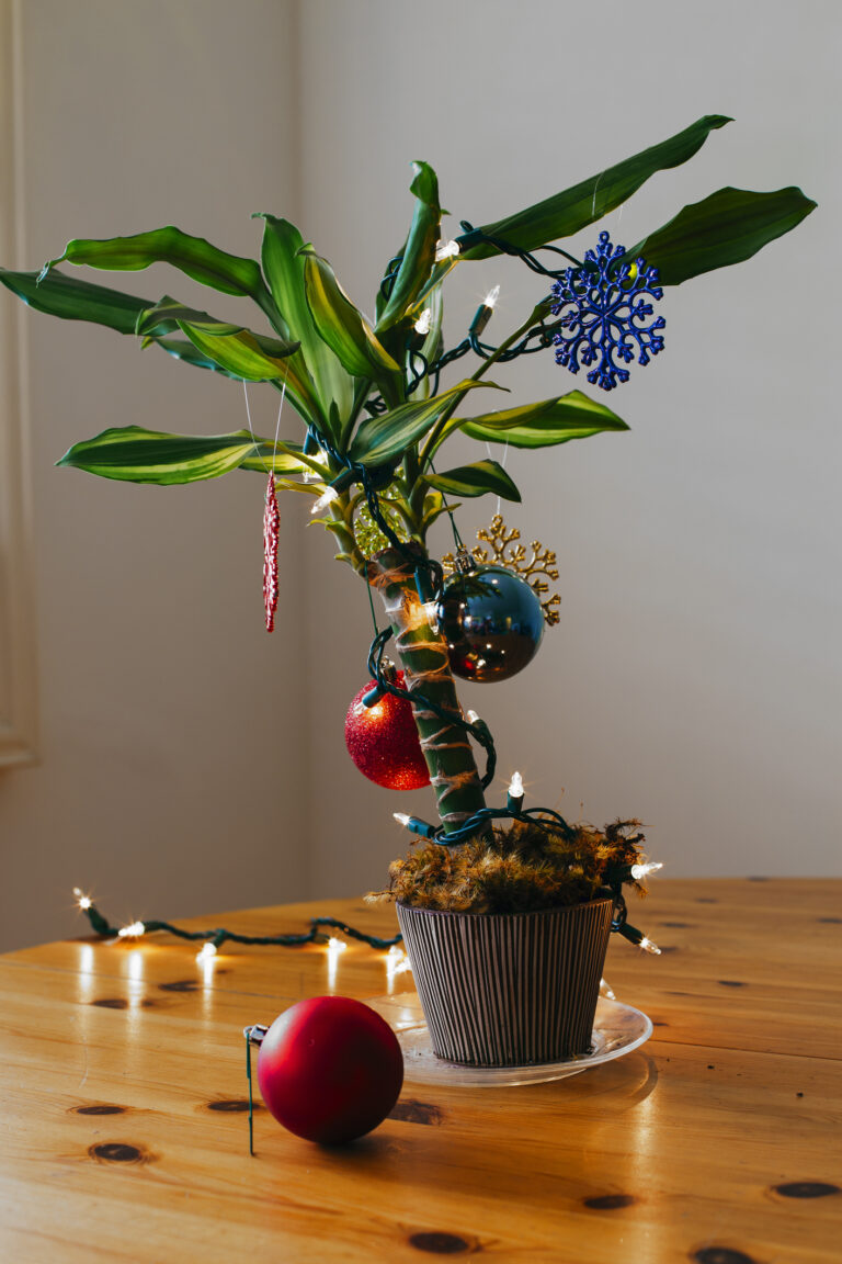 Tippek a szobanövényeid karácsonyi díszítéséhez