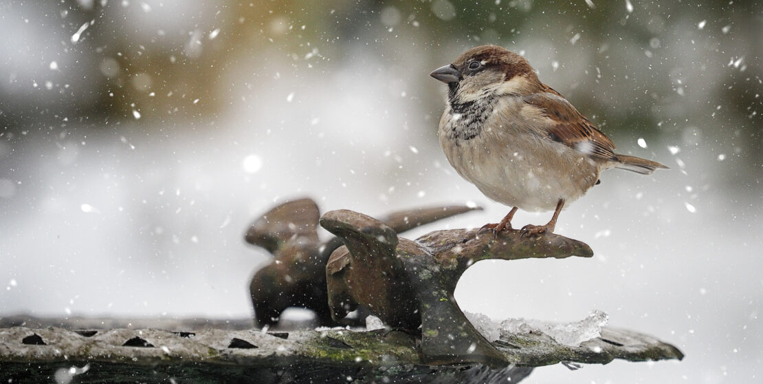 Így óvd télen a kerti madáritatót