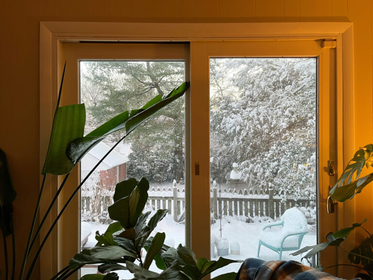 Szenvednek a cserepes növényeid télen? – Az 5 lehetséges ok és megoldás erre