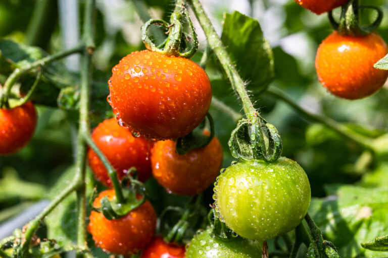 A bazsalikom és társai – Így tartsd életben a kedvenc mediterrán fűszernövényed