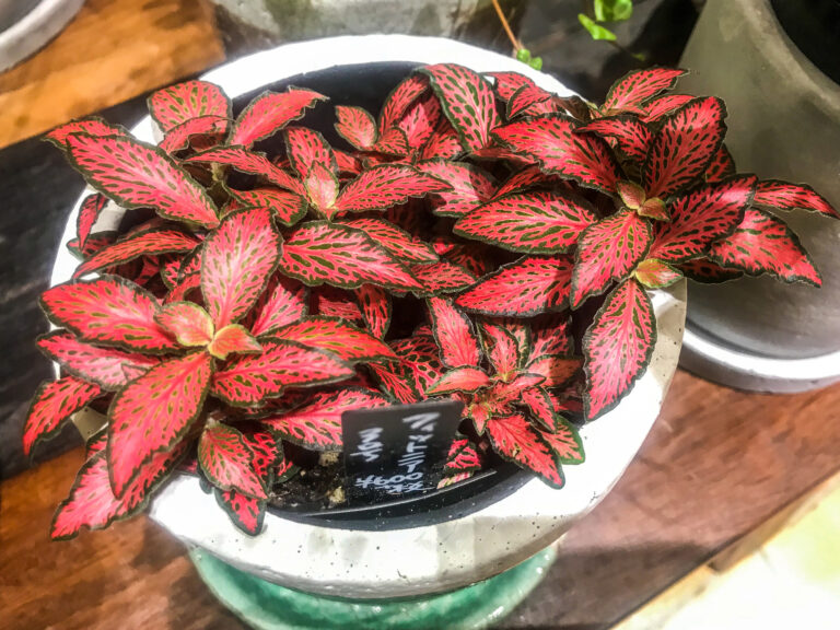 5 meseszép piros szobanövény, ami nálad is jól mutatna