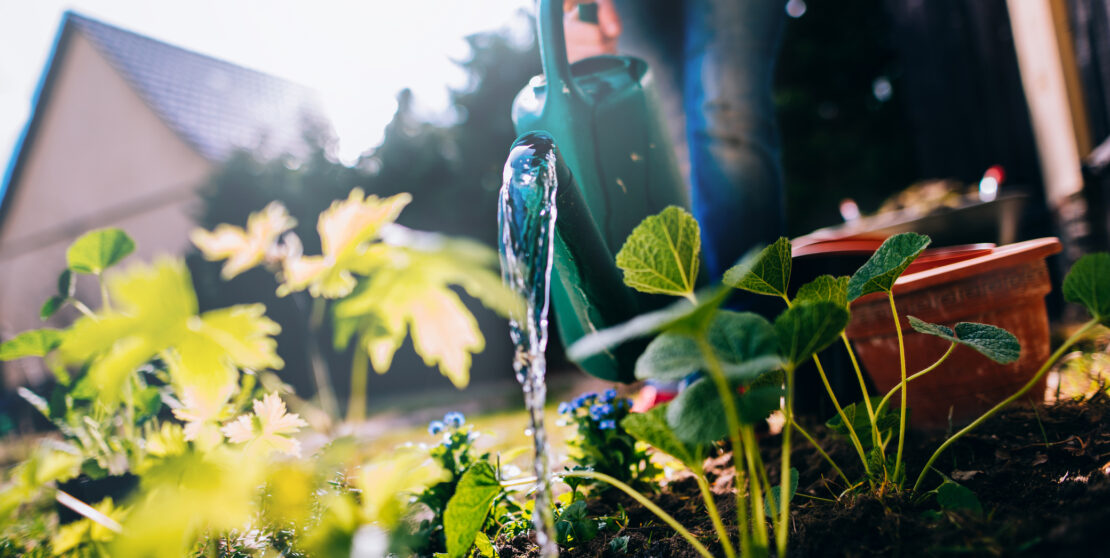 5 egyszerű tipp a víztakarékos kertészkedéshez