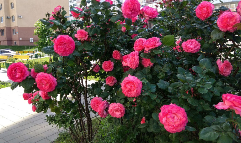 Tavasztól őszig virágzó növények – Legyen színes és üde a kerted egész nyáron