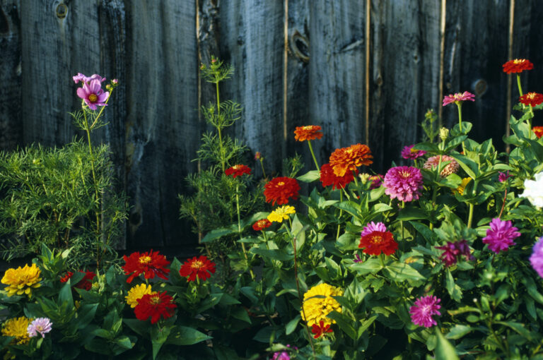 Tavasztól őszig virágzó növények – Legyen színes és üde a kerted egész nyáron